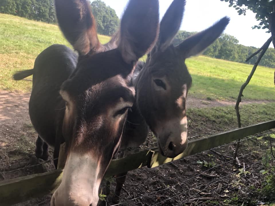 donkeys looking over fence
